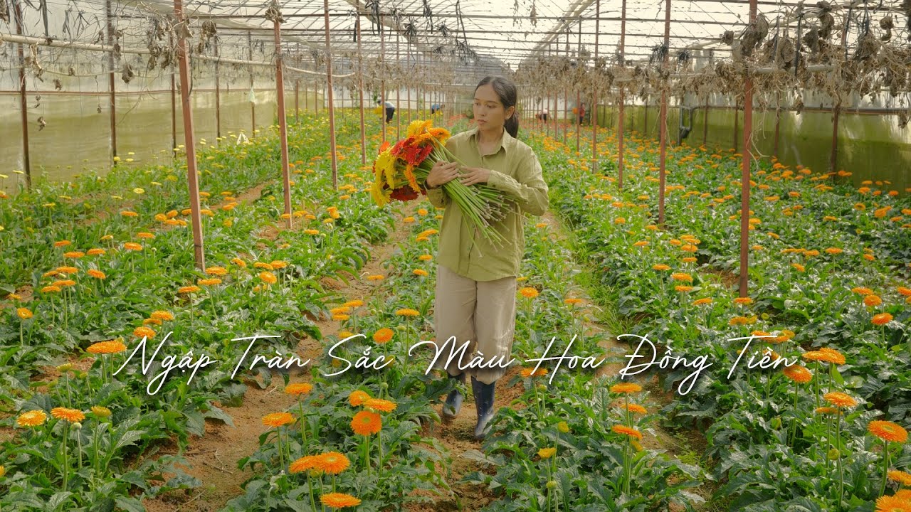 Đầu năm thăm vườn hoa đồng tiền - Loài hoa của sự May mắn - Tài lộc - Tươi mới